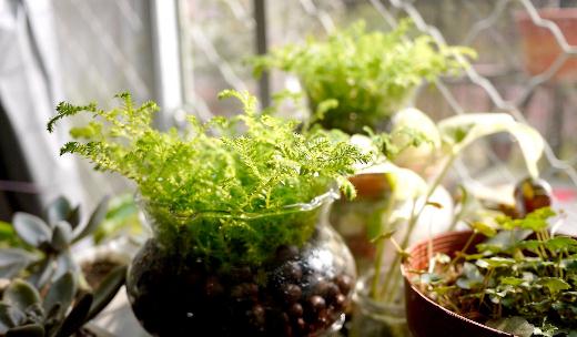 水養(yǎng)植物是什么?水養(yǎng)植物的分類