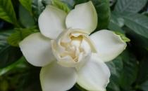 為什么你種的梔子花葉黃還不開花？