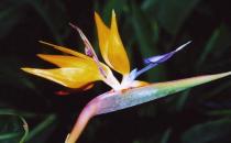 鶴望蘭對飼養環境有什么要求？