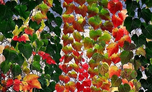 哪些花卉是有毒的?