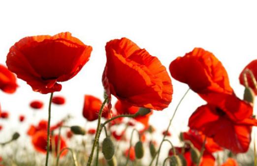 為什么虞美人總是種不活？