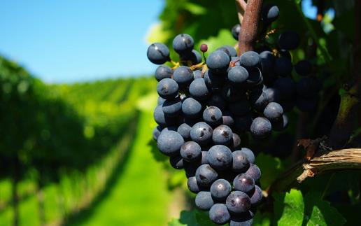 夏天7個(gè)方法 教你挑選好葡萄