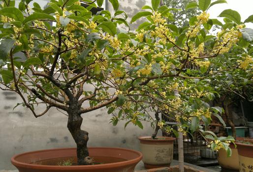 盆栽桂花不開花怎么辦?