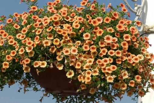 四月份如何養花最好?