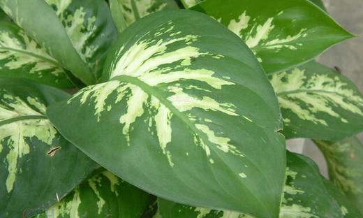 怎么挑選大王黛粉葉？大王黛粉葉如何養護？