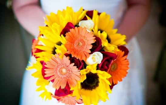 非洲菊如何挑選?非洲菊如何養(yǎng)護(hù)?