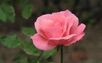 月季對(duì)生長(zhǎng)環(huán)境的要求