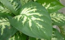 怎么挑選大王黛粉葉？大王黛粉葉如何養(yǎng)護(hù)？