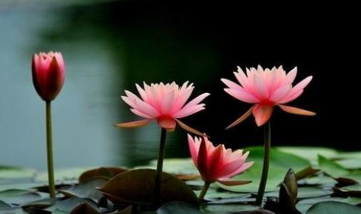 在家里種植睡蓮？睡蓮的種植方法