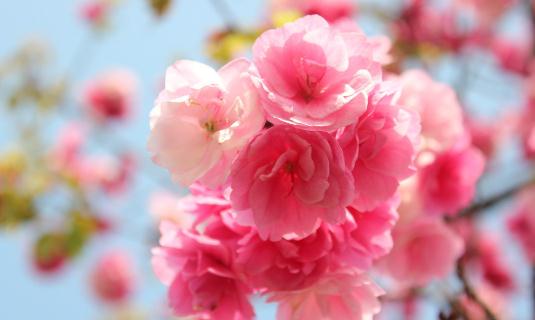 客廳擺放什么花好?教你用花卉裝飾客廳