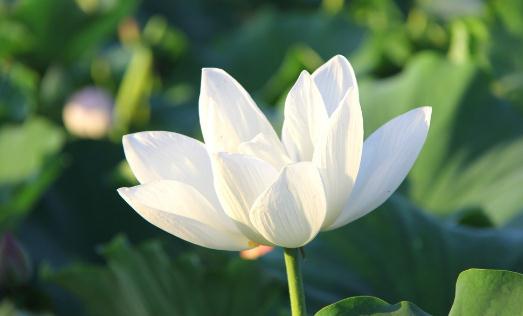 在陽臺擺放什么花卉比較好?