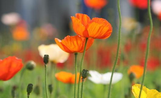 夏季養什么花最好?夏季如何養花?