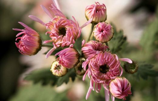 香菊的養(yǎng)護(hù)要點(diǎn)有哪些?