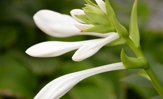 玉簪的品種和玉簪的養(yǎng)護方法