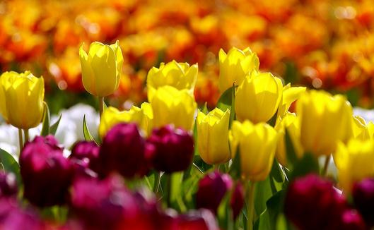 教你根據(jù)內(nèi)光照條件選擇花卉