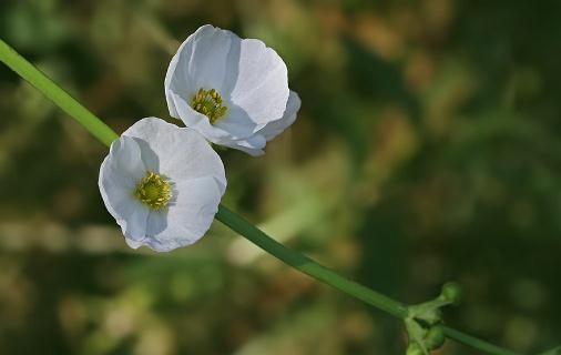 皇冠草有什么品種？皇冠草如何栽培？