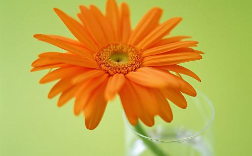 在家里養花有什么好處?