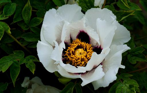 在家里養花養什么品種比較好?