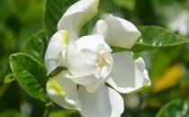 梔子花都有什么種類？梔子花對環境的要求