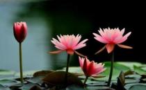 在家里種植睡蓮？睡蓮的種植方法