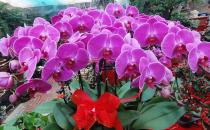 五月份養(yǎng)什么花最合適？