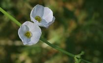 皇冠草有什么品種？皇冠草如何栽培？