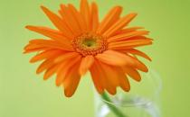 在家里養花有什么好處？