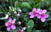 家里養(yǎng)的花為什么壯不起來？