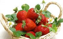 草莓下火調(diào)腸胃 個(gè)頭適中口感好