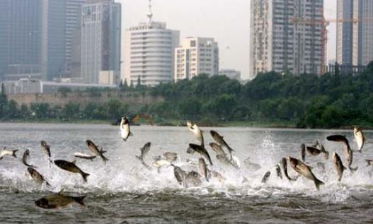 地震前動物會有怎樣的報警？