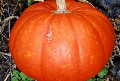 經(jīng)期吃什么蔬菜好？