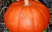 經期吃什么蔬菜好？