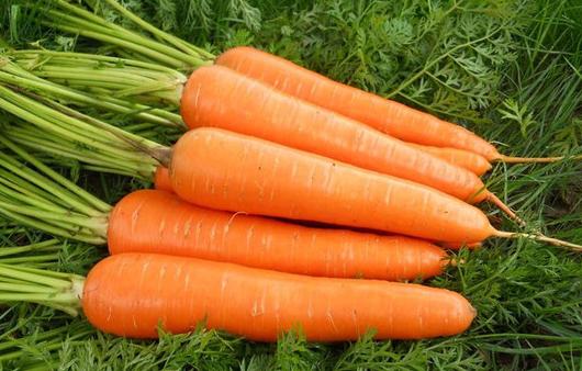 女性多吃胡蘿卜 小心不懷孕