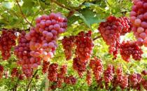 吃什么可以防曬？10種防曬護(hù)膚食物推薦