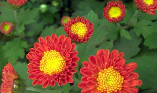 清明節去踏青？踏青提防光過敏