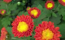 清明節去踏青？踏青提防光過敏