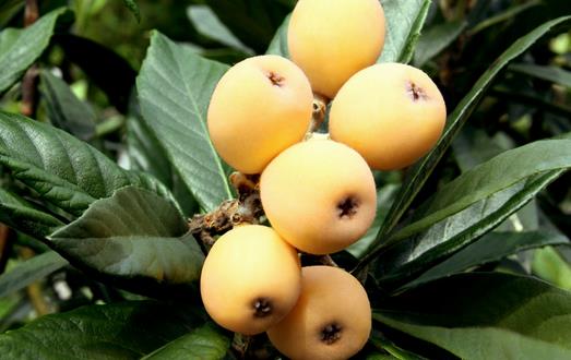 枇杷營養好 預防癌癥增食欲