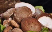 美麗女人的養生秘方 讓膚色白里透紅