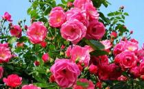 拉孜 流浪者的棲息地