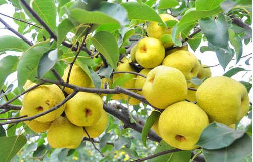 老人冬天吃3種水果能養生