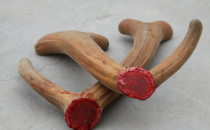 鹿茸的適宜人群及食用禁忌