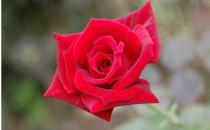 如花女人 教你春季巧用鮮花防病養生