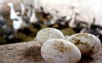 鵝蛋的食療價值和飲食禁忌