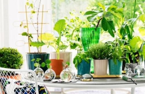 衛生間里擺放什么植物最合適?