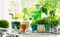 衛生間里擺放什么植物最合適？