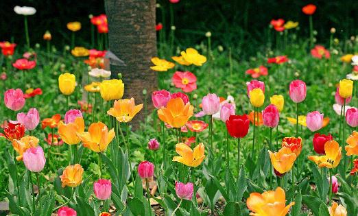 花卉在家居中有哪些作用?