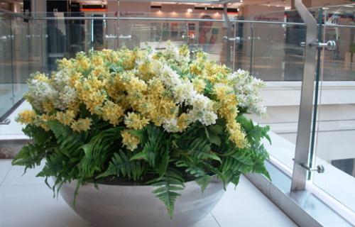 什么花卉最適合在室內養？