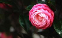 兒童房選什么花卉好？室內選擇花卉的方法