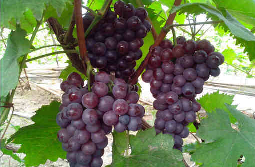 秋季養肝護肝吃什么