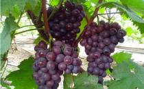 秋季養(yǎng)肝護(hù)肝吃什么